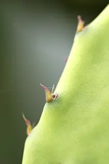 Macro Nature Photography Prints: Thorns on a cactus leaf