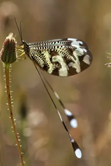 Extremadura Wildlife Prints: Below thread lacewing, threadlike