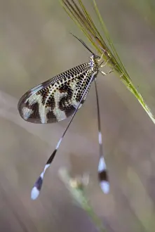 Natural Environment Europe Prints: Below thread lacewing, threadlike