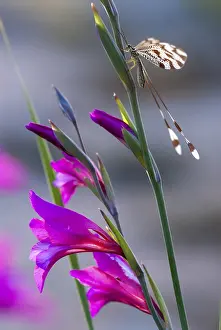 Spanish Wildlife Photography Prints: Below thread lacewing, threadlike