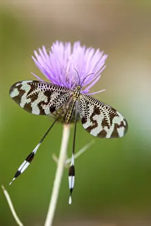 Natural Environments Europe Prints: Below thread lacewing, threadlike