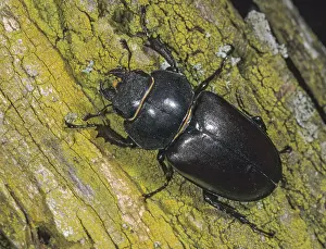 Stag Beetle Prints: Female Stag Beetle Print (Lucanus cervus)
