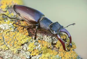 Deserted Natural Environment Photos Prints: Thundergugi, firecracker, stag beetle
