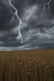 Farmland Landscape Prints: Thunderstorm with lightning over a cornfield