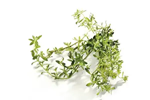 Indoor Herb Garden Prints: Thyme (Thymus)