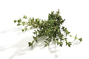 Medicinal Herb Prints: Thyme (Thymus)