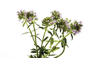 Indoor Herb Garden Prints: Thyme (Thymus), flowers