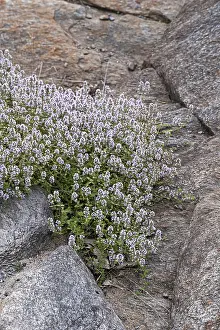 Perennial Flowering Plants Prints: Thyme (Thymus praecox)