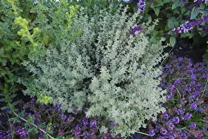 Medicinal Herbs Germany Prints: Thyme (thymus), thyme, various types of thyme