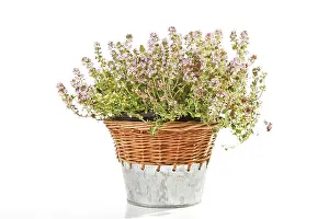 Studio Shot Of Herbs Prints: Thyme (Thymus) in a wicker basket