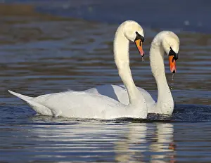 Prints of THyYT5FTTU8 Swan Prints: THyYT5FTTU8 Print by ImageBROKER