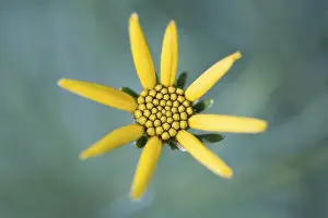 Yellow Marigold Prints: Tickseed (Coreopsis)