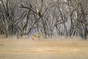 Ranthambore National Park Prints: A tiger blends into the dry forest