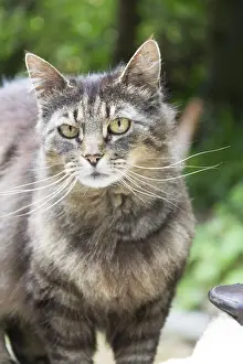 Big Cat Wildlife Prints: Tiger cat