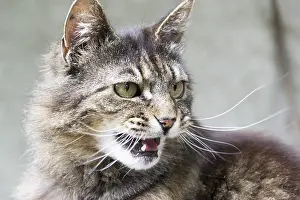 Feliformia Animal Images Prints: Tiger cat