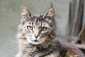 Wildlife Big Cat Photos Prints: Tiger cat