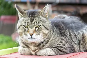 Tiger Cat Print - ImageBROKER