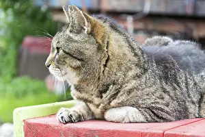 Feliformia Wildlife Images Prints: Tiger cat