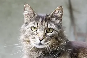 Feliformia Wildlife Images Prints: Tiger cat