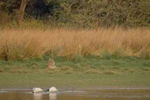 Indian Tiger Habitat Prints: A tiger at the edge of a marsh