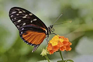 Macro Insect Photography Prints: Tiger longwing (Heliconius hecale)