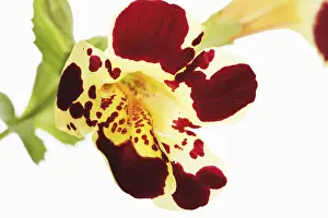 Botanical Studio Shots Prints: Tiger Monkey Flower (Mimulus tigrinus)