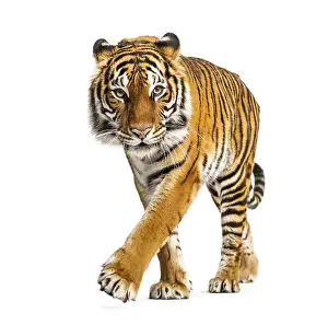 Predator Wildlife Photo Prints: Tiger prowling, approaching and looking at the camera