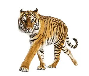 Studio Shot Of A Tiger Prints: Tiger prowling, approaching and looking at the camera