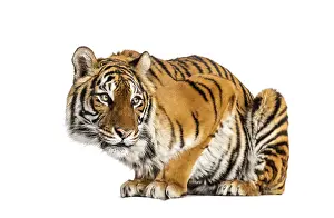 Predator Mammal Photography Prints: Tiger questioning, isolated on white