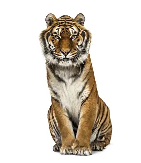 Tiger Print - Isolated on White