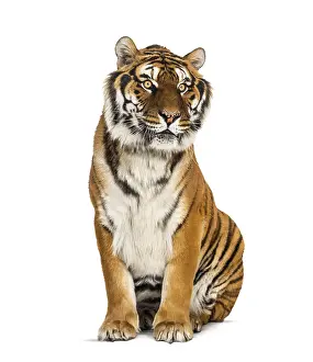 Wild Cat Prints: Tiger sitting in front of a white background