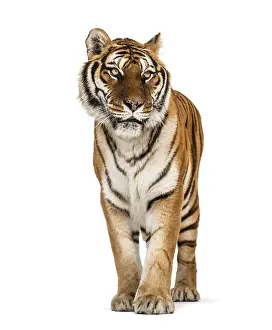 Feliformia Mammal Picture Prints: Tiger standing on a white background