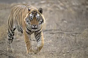 Ranthambore National Park Wildlife Prints: A tiger walks towards the camera in a dry forest setting