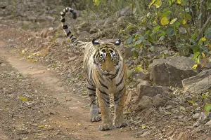 Feliformia Species Habitat Prints: A tiger walks along a forest path with a focused posture