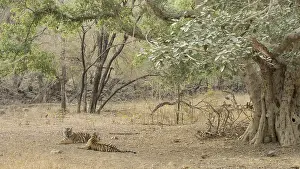 Predator In Natural Environment Prints: Two tigers lying under a large tree in a forest setting