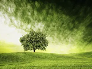 Oak Tree Photography Prints: Find time for green time