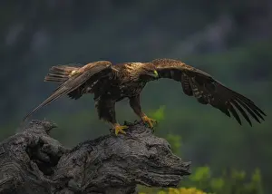 Prints of Tiny eagle (Aquila Chrysaetos), on its perch, a dead tree trunk, Pyrenees, Spain Golden Eagle Prints: Tiny Eagle Perched on a Dead Tree Trunk Print