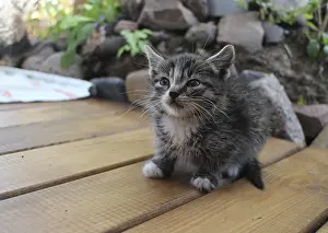 Young Animal Pictures Prints: Tiny gray kitten with a big mustache