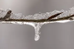 Deserted Waterfront Scene Germany Prints: Tiny icicles on a beech branch in winter