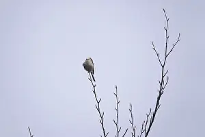 Winter Tree Germany Prints: Tit on a tree in winter, Germany