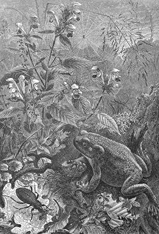Toad, Bufo bufo, hunting for insects Print
