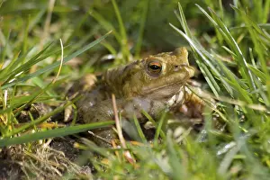 British Fauna Prints: Toad Emerging From The Grass