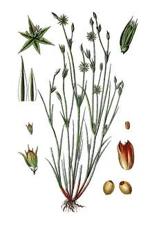 Botanical Depiction Prints: Toad rush (Juncus bufonius), medicinal plant