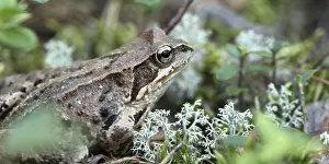 Camouflaged Amphibian Prints: Toad sitting in the grass