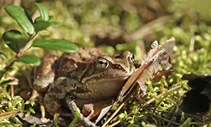 True Toad Photography Prints: Toad sitting in the grass