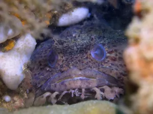 Prints of A toadfish, the Gulf toadfish (Opsanus beta), peeks out of its cave in the coral reef, at the Anna's Reef dive site, Destin, Panhandle, Gulf of Mexico, Florida, USA A toadfish Toadfish Prints: Gulf Toadfish Peeking Out of Coral Reef Print