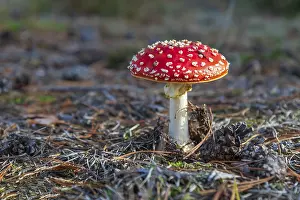 Lamellar Fungus Types Prints: Toadstool