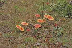 Fly Agaric Fungus Prints: Toadstools