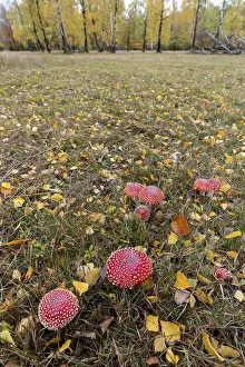 Autumn Meadow Prints: Toadstools in an autumn meadow
