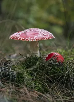 Deserted Forest Landscapes Prints: Two toadstools in the forest, surrounded by moss and needles